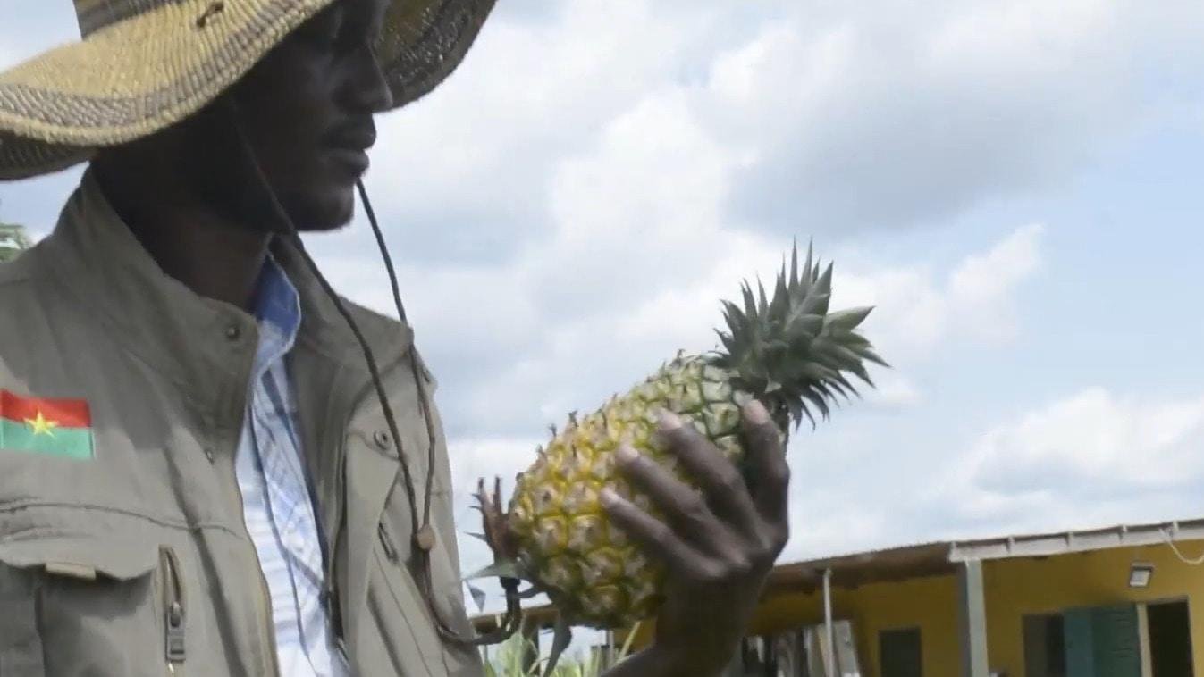 Burkina Faso: The sahel’s pineapple, the new symbol of popular sovereignty