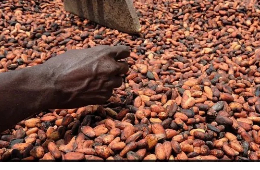 Côte d’Ivoire: Cocoa price frozen at 1,200 CFA francs, farmers disappointed